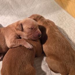 Bonnie - Dark golden female Golden Retriever puppy in Lebanon, Oregon from SnowPeakPaws