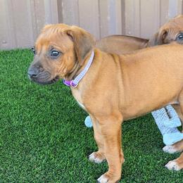 Mia - Rd whtn blk nose female Rhodesian Ridgeback puppy in Montgomery, Texas from Timber Ridge Kennels