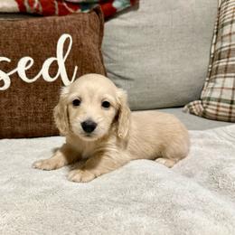 Casper - Cream male Dachshund puppy in Crestview, Florida from Neverending Dachies