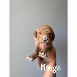 Mango - Red  male Goldendoodle puppy in Smithfield, Kentucky from KBK9 Kennels