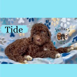 Tide - Chocolate female Goldendoodle puppy in Sterling, Connecticut from Justine’s Retrievers and Doodles