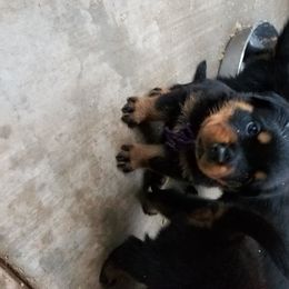 Rottweiler Puppies from Gottlïchen Rottweilers