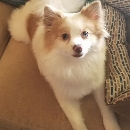 Pomeranians from Rahndoe's Pomeranians