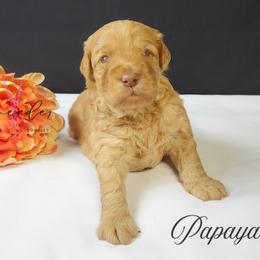 Papaya - Red  male Goldendoodle puppy in Mancelona, Michigan from Lavender poodles & doodles