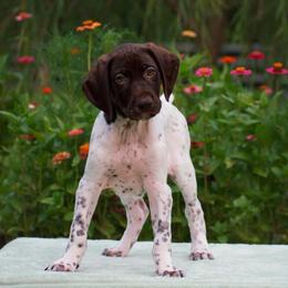 Harbor - Liver and white male German Shorthaired Pointer puppy in Chocowinity, North Carolina from Foxtail Hollow