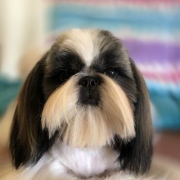 Kaitlyn  - Shih Tzu