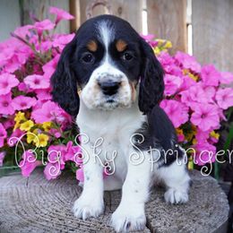 Girl 1 - Black white and tan female English Springer Spaniel puppy in Great Falls, Montana from Big Sky Springers