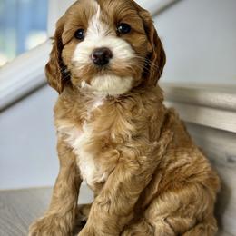 Yellow - Red female Australian Labradoodle puppy in Antelope, California from Adorable Labradoodle