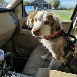 Bailey - Miniature Australian Shepherd