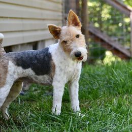 Journey - Wire Fox Terrier