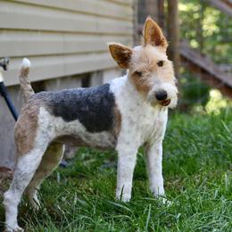 Journey - Wire Fox Terrier