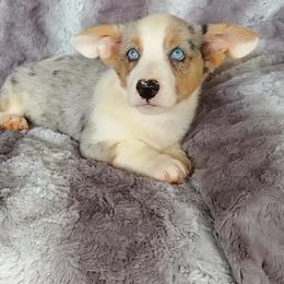 Cardigan Welsh Corgi Puppies from Victory Crown