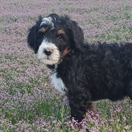 Bernedoodles from Lil'Mo'Lovin Bernedoodles