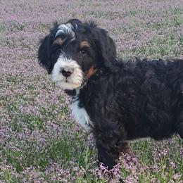 Bernedoodles from Lil'Mo'Lovin Bernedoodles