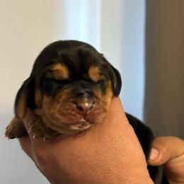 Girl 6        Yellow - Black tan and white female Basset Hound puppy in Columbus, Ohio from Olveras Hound of Ohio