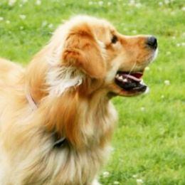 Golden Retrievers from Robertson's Goldens