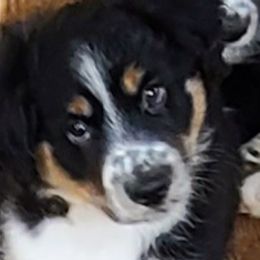 Jasper (BTM4) SOLD - Black Miniature Australian Shepherd puppy in Smiths Station, Alabama from Double T Mini Aussies