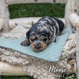 Moose - Blue merle male Bernedoodle puppy in Williamson, New York from Lakeside Doodles