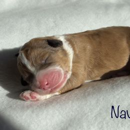 Boy 2 - Aussiedoodle puppy in Shell Lake, Wisconsin from KC Acres