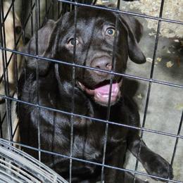 Girl 1 - Black female Labrador Retriever puppy in Andrews, South Carolina from Leyland Cypress Retrievers