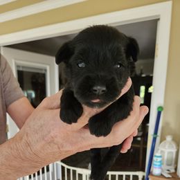 Yellow Collar - Black female Miniature Schnauzer puppy in Blountville, Tennessee from Maxwell House Schnauzers
