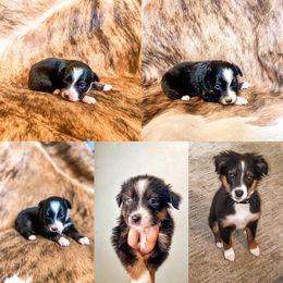 Pembroke Welsh Corgi and Toy Australian Shepherd Puppies from Double Bar H Corgis & Aussies