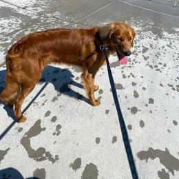 Companion Cross and Golden Retriever Puppies from Happy Tails Mini Goldens