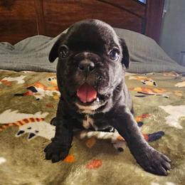 Mouse - Black and white male French Bulldog puppy in Bend, Oregon from High Lakes Frenchies