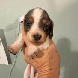Amanda - Dapple female Dachshund puppy in Irving, Texas from DFW Dachshunds by G & S