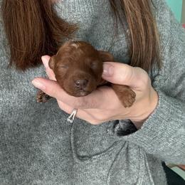 Gamora - Red  female Poodle puppy in Cedar City, Utah from Precious Paws Ranch