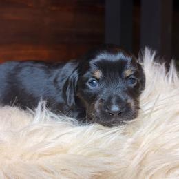 Sunny - Black and tan male Dachshund puppy in Washburn, Tennessee from Clinch Mountain Dachshunds