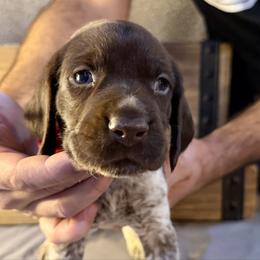 Red - Liver roan male German Shorthaired Pointer puppy in Laurel, Montana from Upland Points Gun Dogs