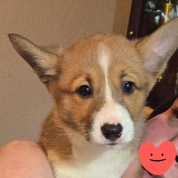 Purple Precious - Sable female Pembroke Welsh Corgi puppy in Shelton, Washington from Gingersnap Pembroke Welsh Corgis