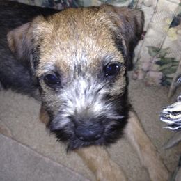 Border Terriers from Tina's Border Terriers