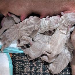 Silver girl 2 - Silver gray female Weimaraner puppy in Rancho Cucamonga, California from Freehart's Weimaraners