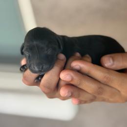 Siena - Black female Dachshund puppy in Surprise, Arizona from D&C Royal Dachshunds LLC