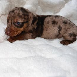 Ethan - Dapple male Dachshund puppy in San Diego, California from Enchantables