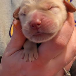 Yellow - Light golden female Golden Retriever puppy in Madison, Ohio from Heckmans English Cream Golden Retrievers