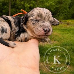 Fiesta - Blue merle female Aussiedoodle puppy in Mulino, Oregon from Korbella Farm