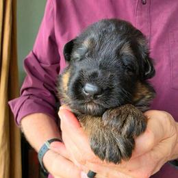 Spot(light) - Black and red male German Shepherd puppy in Columbus, Indiana from Stony Lonesome GSD