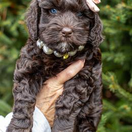 Australian Labradoodle Puppies from Providence Labradoodles, LLC