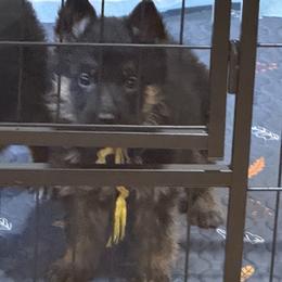 Yellow collar girl - Black and red female German Shepherd puppy in Wyoming, Michigan from Big Jones Kennels