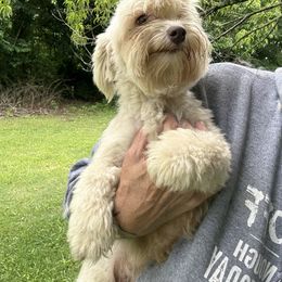Rae - Havanese