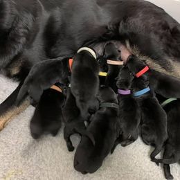 German Shepherd Puppies from Zobelhund German Shepherds