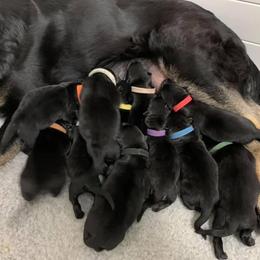 German Shepherd Puppies from Zobelhund German Shepherds