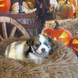 Luna - Chocolate sabled fawn female Chihuahua puppy in Gloucester, Virginia from Charlotte's Web of Chihuahuas