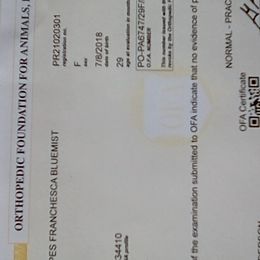 Poodle All Grown Up from Bluemist Kennel