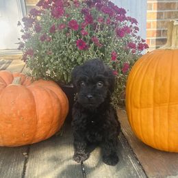 Spot - Black male Goldendoodle puppy in Centralia, Missouri from Oodles Of Doodles Mo.