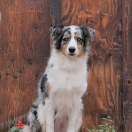 Australian Shepherds from Emerald City Aussies