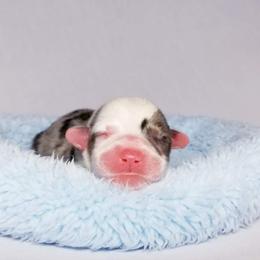 American Corgi and Pembroke Welsh Corgi Puppies from Whimsical Treasure Corgis